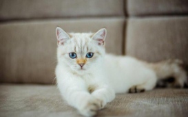 小猫的特点和有趣的地方（小猫的特点和有趣的地方作文）