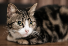 小猫的特点（小猫的特点和外貌描写）