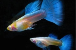 小型观赏鱼多久喂一次（观赏鱼什么鱼最好养）