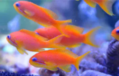 海水观赏鱼批发（海鱼观赏鱼种类）