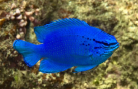 海水观赏鱼图片（海水鱼 观赏）