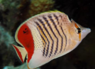 怎样养海水观赏鱼（海水观赏鱼养殖技术介绍）