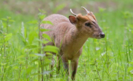 南极岛有什么动物（南极里的动物）