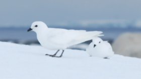 南极鸟类中国科普博览（南极沿岸地带鸟的种类很少,但鸟却很多）