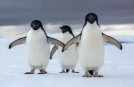 企鹅是鸟类吗?理由是什么?（企鹅是鸟类的一种吗）