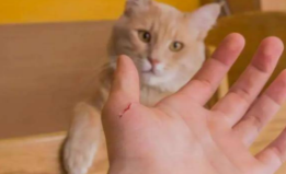 被猫抓了一下过了24小时还可以打针吗（被猫抓了一下过了10天了怎么办）