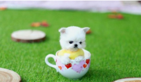 茶杯犬现在多少钱一只（茶杯犬现在多少钱一只幼犬）