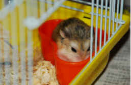 仓鼠进家的风水说法（仓鼠进家的风水说法有哪些）