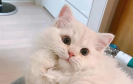 小猫咪的故事睡前故事文字版（小猫咪故事大全 睡前故事）