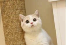 一只小猫咪的故事（一只小猫咪的故事简介）