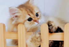 小猫咪穿鞋子的故事（小猫咪穿鞋子讲什么故事）