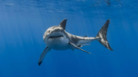 鲨鱼属于鱼类吗?为什么（鲨鱼属不属于）