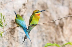 宣传保护鸟类的宣传语（宣传保护鸟类的宣传语有哪些）