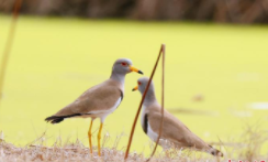 请写一句保护鸟类的宣传语（写一句保护鸟的宣传词语）