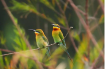 保护鸟类的宣传语有什么（保护鸟类的宣传传语）