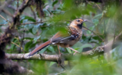 保护鸟类的宣传语10个字（小学生爱鸟护鸟宣传语）