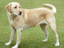 狗狗品种大全名字（72种名犬小型犬）