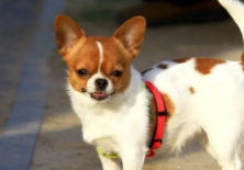 狗狗品种及名字（狗品种大全100种）