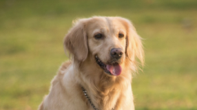 狗狗品种有哪些（100多种名犬排行）