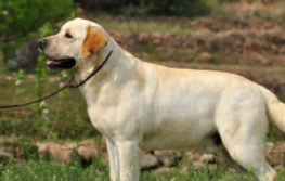 拉布拉多狗狗的价格（拉布拉多犬价格是多少）