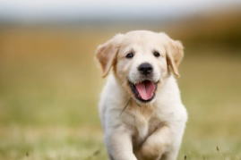 拉不拉布拉多犬价格（拉不拉布拉多犬多少钱）