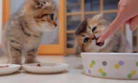 小猫咪的故事简短（小猫咪的故事大全）