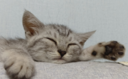 小猫咪的故事（小猫咪的故事大全有什么）