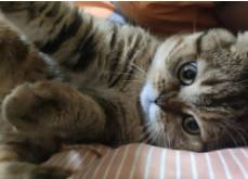 小猫咪的故事有哪些（小猫的故事介绍）