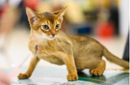 阿比西尼亚猫大概多少钱一只（阿比西尼亚猫大概多少钱一只幼崽）