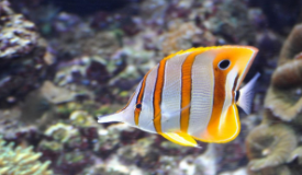 小型海水观赏鱼（小型海水观赏鱼品种）