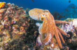 章鱼甲鱼海马鲸鲨鱼属于鱼类吗（章鱼和海马哪个是鱼类?）