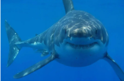 鲨鱼属于鱼类吗为什么鱿鱼（鲨鱼是海鲜吗）