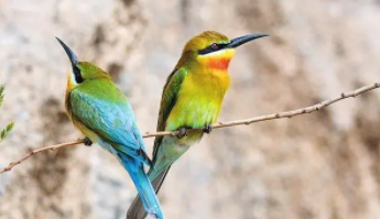 保护鸟类的宣传语（保护鸟类的句子）