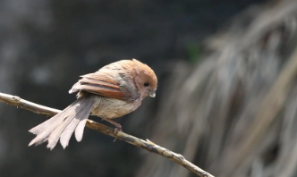 鸟类名称大全（海南鸟类名称大全）