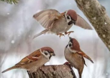 鸟类名称大全500种（500种鸟大全名字）