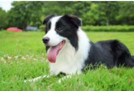 狗狗品种大全及图片排名前十名（智商最高的狗第一名）