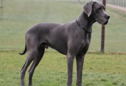 狗狗品种大全及图片大型犬（狗狗有哪些品种）