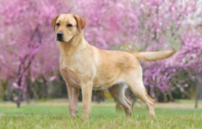 拉布拉多犬价格表（拉布拉多几个月开始猛长）