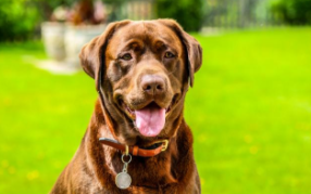 拉布拉多爪子标准图片（拉布拉多犬爪子长什么样）