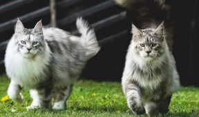 挪威森林猫和缅因猫的区别（挪威森林猫和缅因猫的区别是什么）