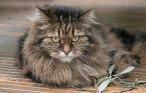 挪威森林猫为什么不能养（挪威森林猫为什么不能养）