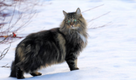 挪威森林猫的优缺点（挪威森林猫是什么品种）