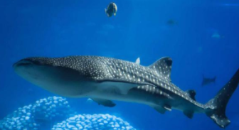 海洋鱼类图片大全名称（海洋鱼类图片大全名称大型）