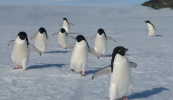企鹅为什么属于鸟类（企鹅为什么不是鹅类而是鸟类）
