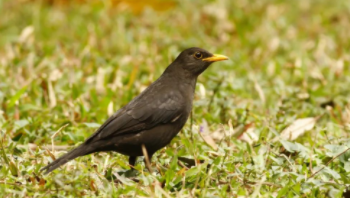 50种常见鸟类名称（农村常见的鸟50种分别是什么）