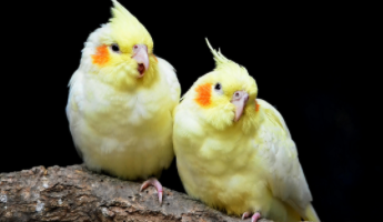 好听的鸟类名称（这么好听的鸟名简直是什么?）