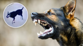 狗狗狂犬病潜伏期多长时间（狗狗狂犬病毒潜伏期有多久）