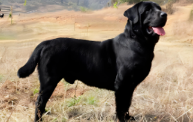 黑色拉布拉多价格（黑色拉布拉多值钱吗）