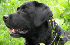 纯种拉布拉多价格（纯种拉布拉多价格黑色）