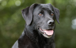 纯血统拉布拉多犬价格（纯血统拉布拉多犬模样）